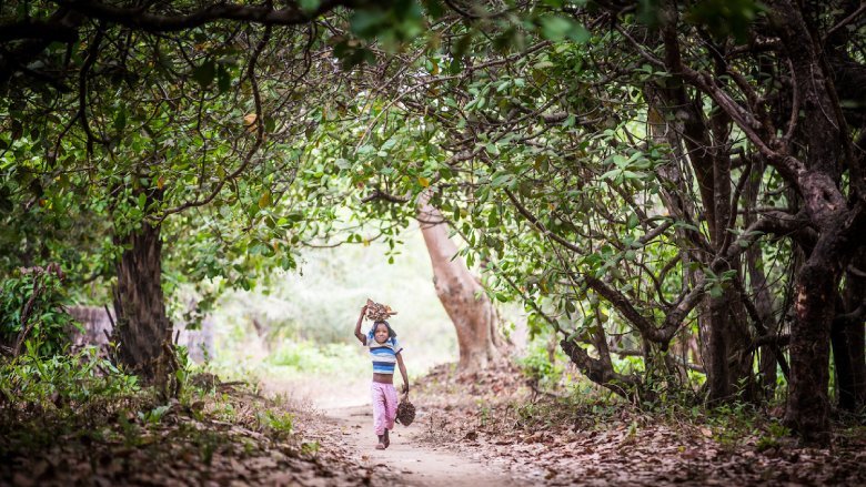 Côte d’Ivoire/Hambol: L’OIPR  s’engage pour la préservation de la biodiversité