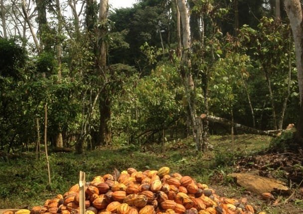 Déforestation: Danger sur le cacao de Côte d’Ivoire et du Ghana, selon un rapport d’une ONG