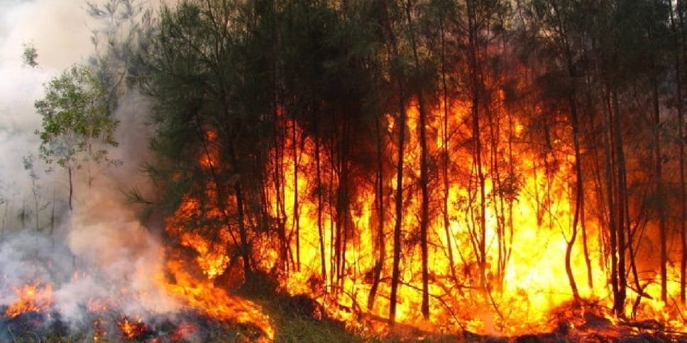 Béoumi: Des individus avouent avoir incendié 9ha de plantations, les agents des Eaux et Forêts restent muets?