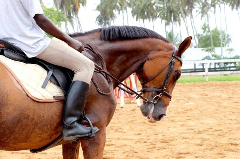 Mortalité de chevaux à Abidjan: Pour prévenir une épidémie, le MIRAH prend des décisions