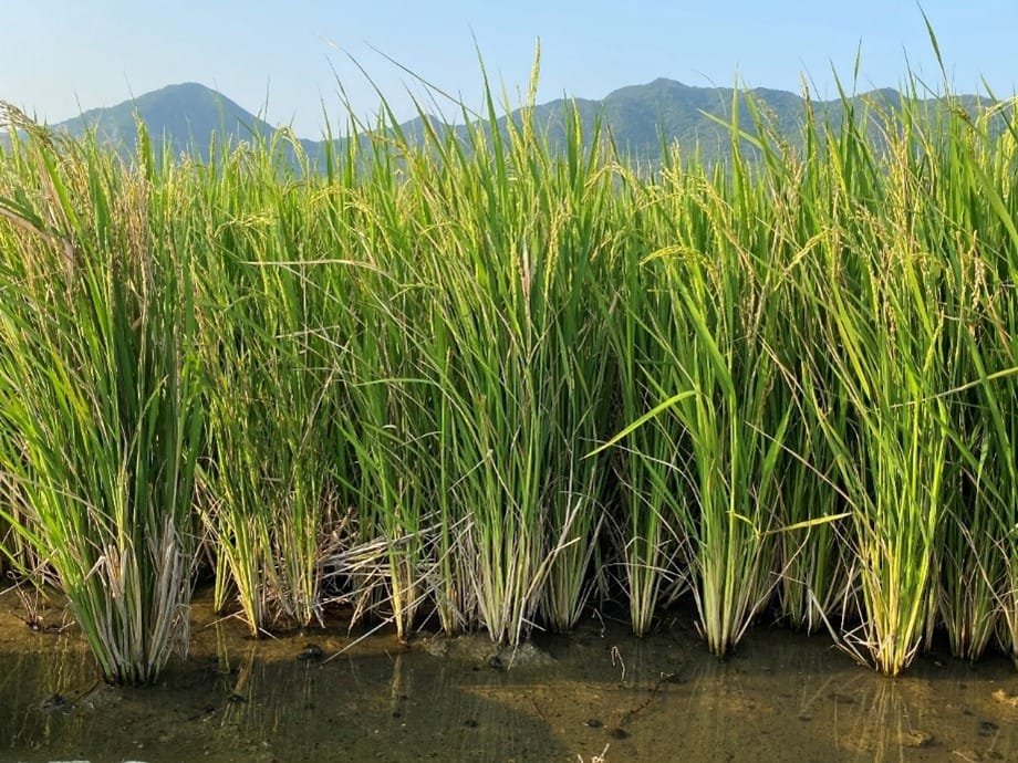 Le riz pérenne comporte des gènes de riz sauvage africain et réduit de moitié le coût de production