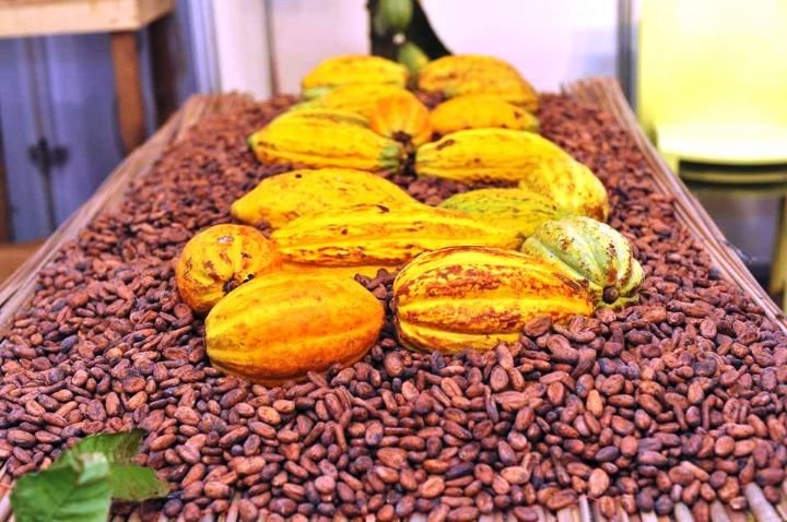 Prix du Cacao ivoirien: Le PDCI propose 2.500FCFA/kg, Ouattara veut 1.200 et les sociétés d'exportation proposent 1.500