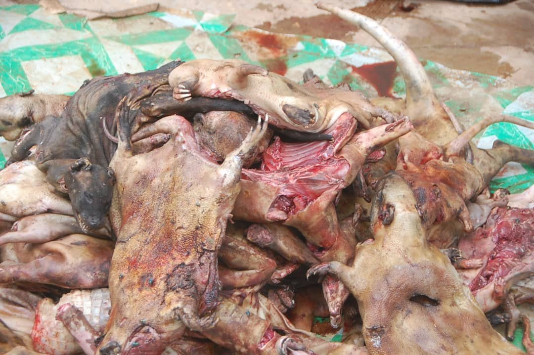 Daoukro /Vente de la viande de brousse et détention illégale d’animaux sauvages: Plusieurs viandes saisies et incinérées… la peine prévue